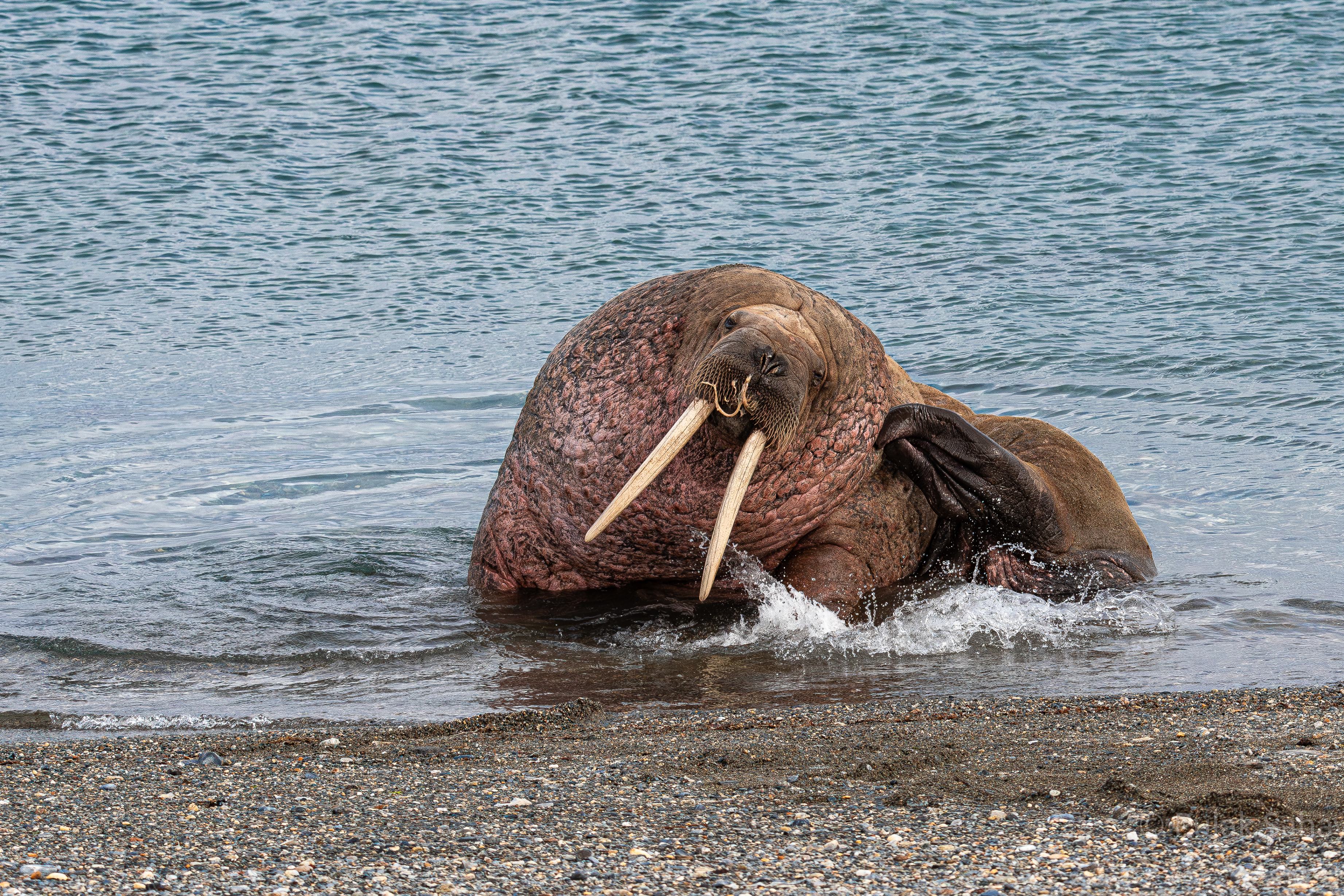 Walrus in water